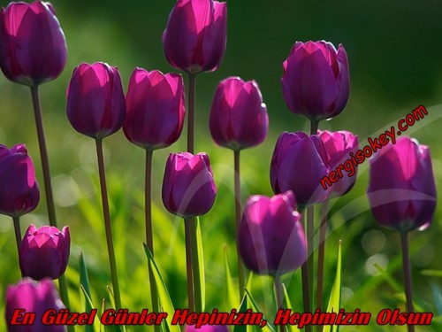 Lale tulip mor - Resmet.net