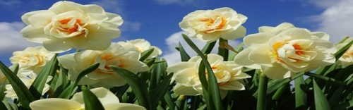 Daffodils_536162_1280x788.jpg