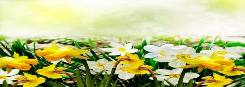 depositphotos_71670275-stock-photo-summer-landscape-flowers-daffodils.jpg