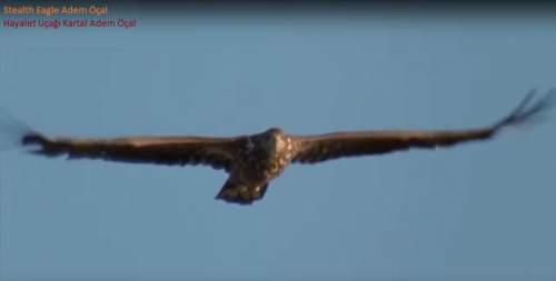 StealthEagleAdemOcal.png